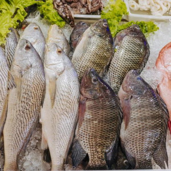 mercado de peixes em cabo frio corvina tilápia olho de cão vermelho peixe fresco em cabo frio central do camarao